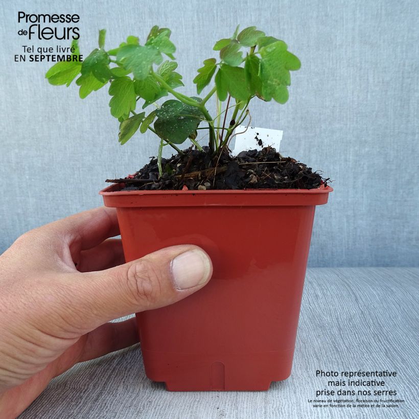 Ejemplar de Thalictrum Elin Maceta 1L/1,5L entregado en otoño