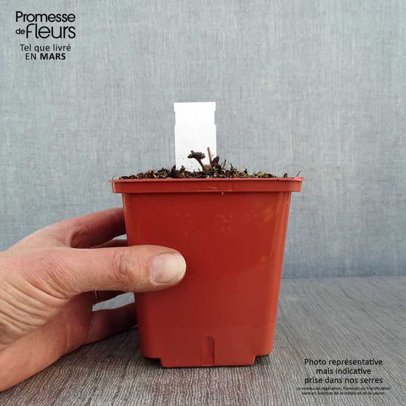 Thalictrum Elin Maceta 1L/1,5L Ejemplar entregado en invierno