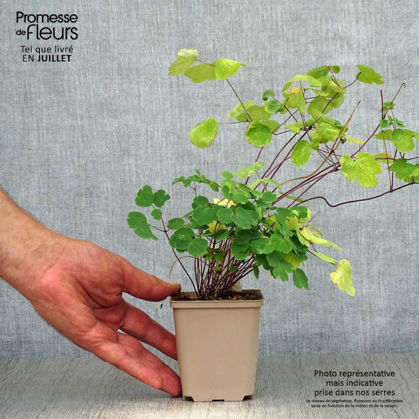 Ejemplar de Thalictrum Little Pinkie Maceta de 8/9 cm entregado en verano