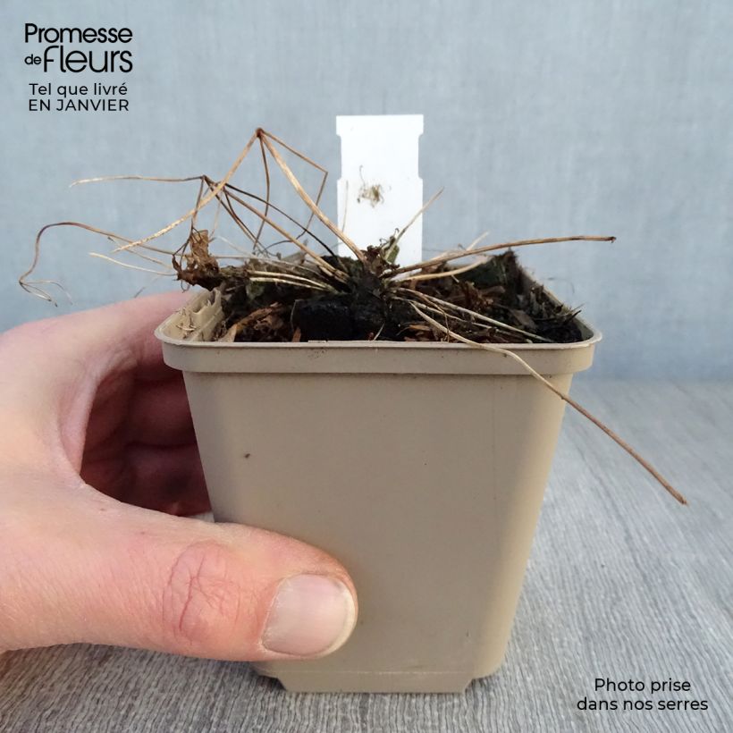 Thalictrum Little Pinkie Maceta de 8/9 cm Ejemplar entregado en invierno