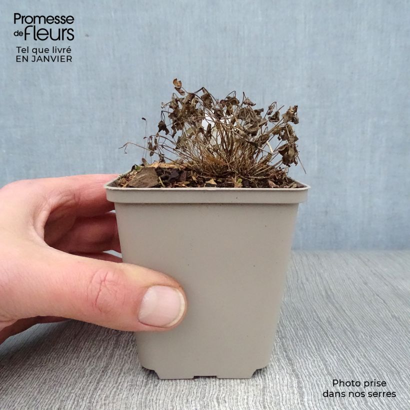 Thalictrum Purplelicious Maceta de 8/9 cm Ejemplar entregado en invierno