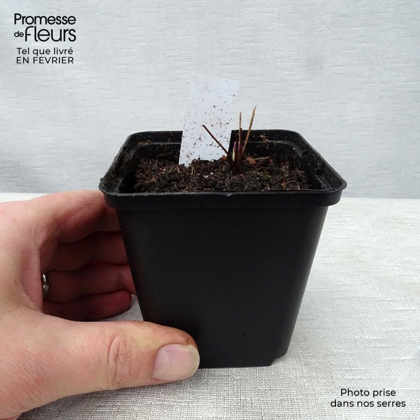 Thalictrum actaeifolium Perfume Star Maceta de 8/9 cm Ejemplar entregado en invierno