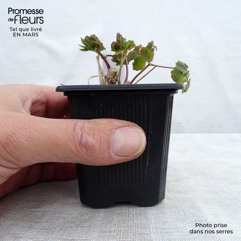 Thalictrum aquilegifolium Album Maceta de 8/9 cm Ejemplar entregado en la primavera