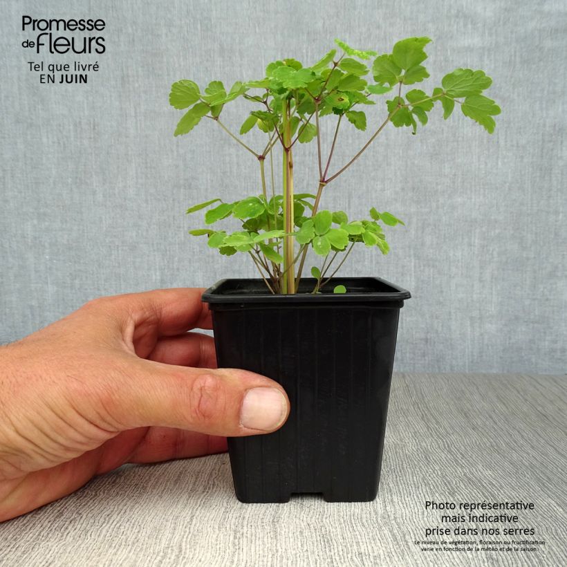 Ejemplar de Thalictrum aquilegiifolium - Talictro Maceta de 7/8 cm entregado en verano