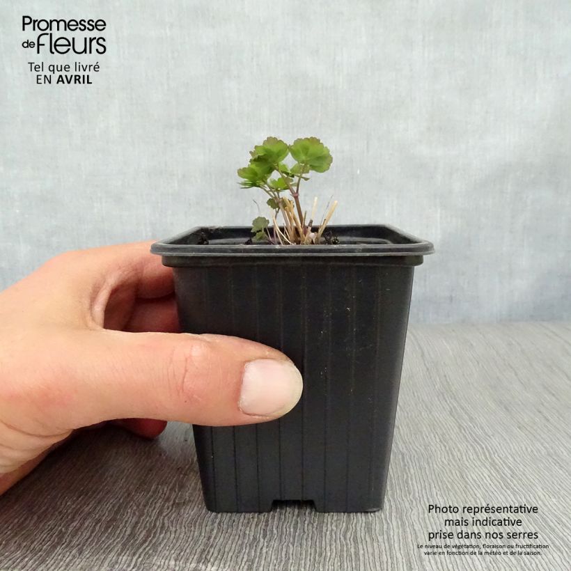 Thalictrum aquilegiifolium - Talictro Maceta de 7/8 cm Ejemplar entregado en la primavera