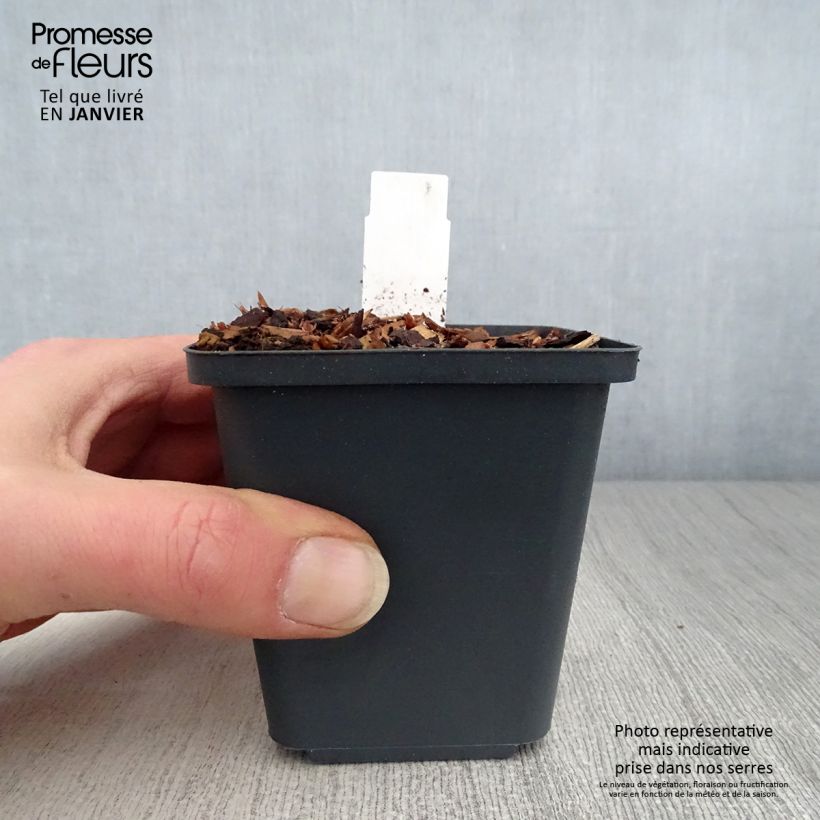 Thalictrum aquilegifolium Thundercloud Maceta de 8/9 cm Ejemplar entregado en invierno