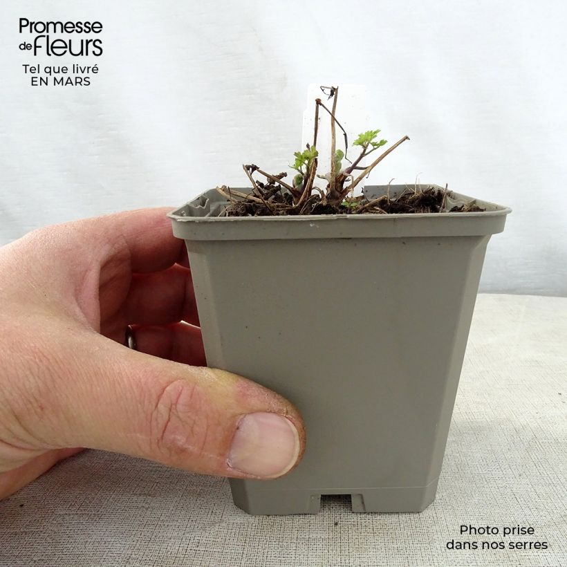 Thalictrum aquilegifolium Thundercloud Maceta de 8/9 cm Ejemplar entregado en la primavera