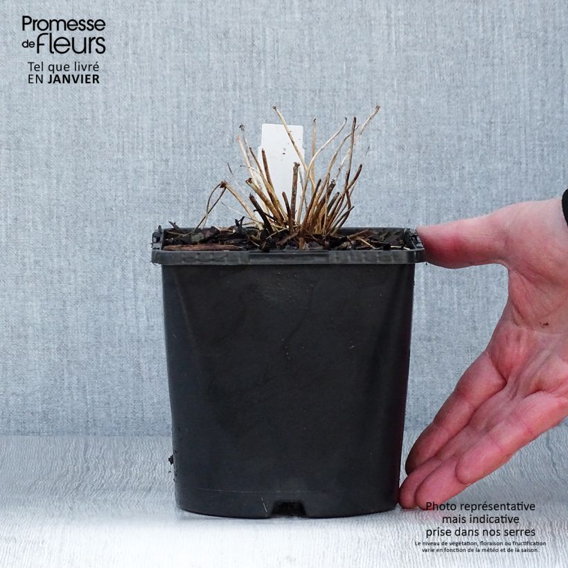 Thalictrum aquilegifolium Thundercloud Maceta 2L/3L Ejemplar entregado en invierno