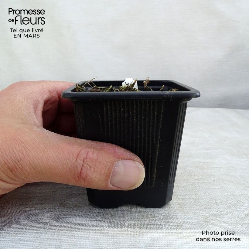 Thalictrum delavayi Album Maceta de 8/9 cm Ejemplar entregado en la primavera