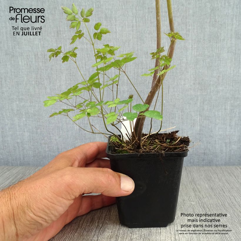 Ejemplar de Thalictrum delavayi Ankum Maceta de 8/9 cm entregado en verano