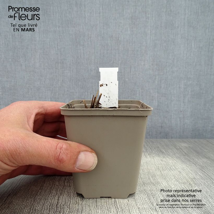 Thalictrum delavayi Ankum Maceta de 8/9 cm Ejemplar entregado en la primavera