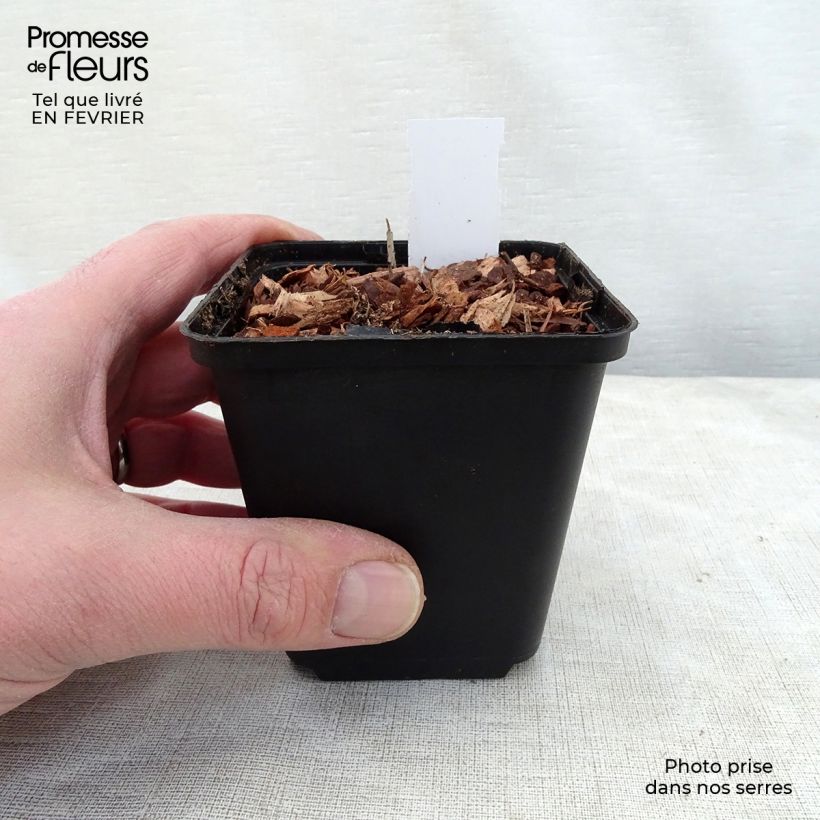 Thalictrum delavayi Hinckley Maceta de 8/9 cm Ejemplar entregado en invierno