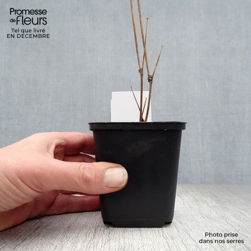 Thalictrum delavayi Splendide Album Maceta de 8/9 cm Ejemplar entregado en invierno