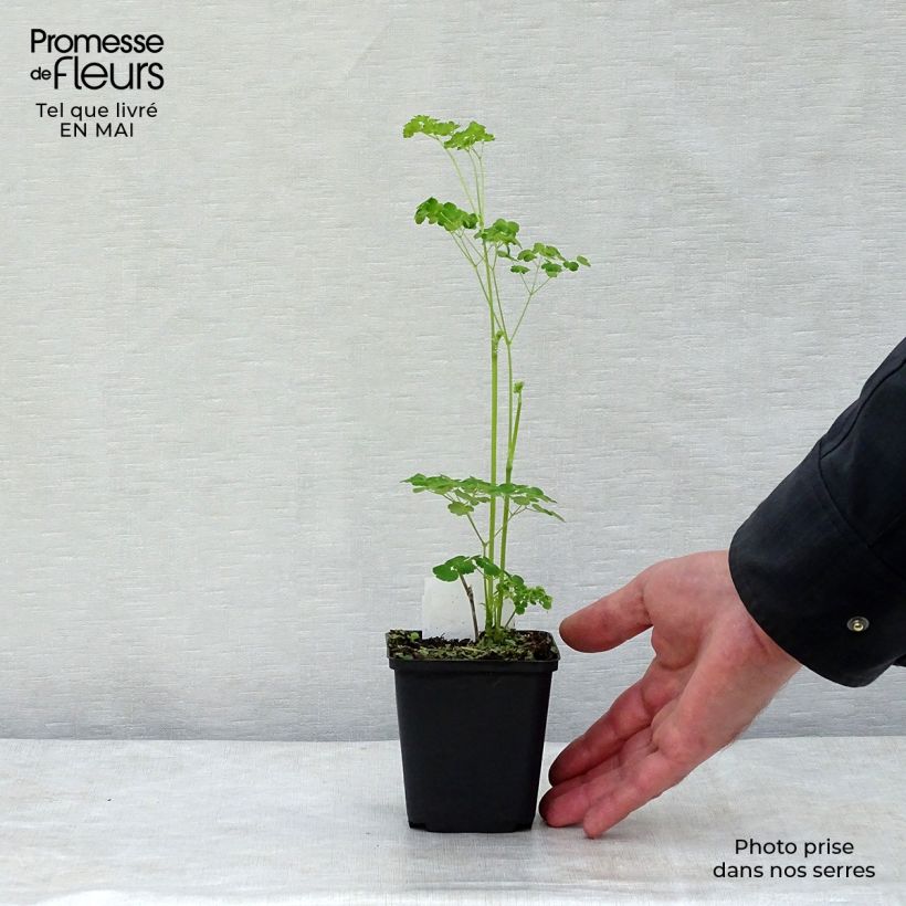 Thalictrum delavayi Splendide Album Maceta de 8/9 cm Ejemplar entregado en la primavera