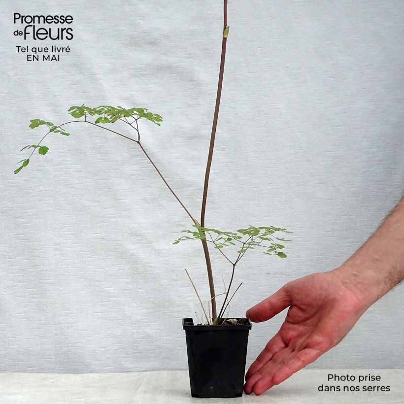 Thalictrum delavayi Splendide Maceta de 8/9 cm Ejemplar entregado en la primavera