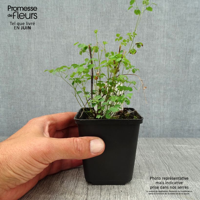 Ejemplar de Thalictrum delavayi Splendide Maceta de 8/9 cm entregado en verano