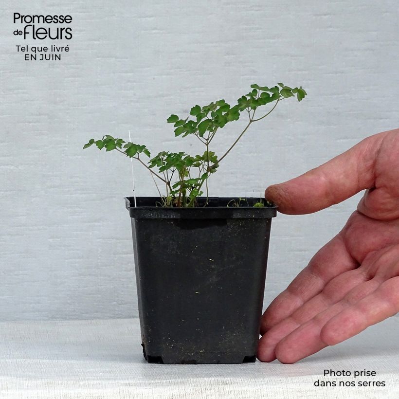 Ejemplar de Thalictrum delavayi - Talictro Maceta de 8/9 cm entregado en verano