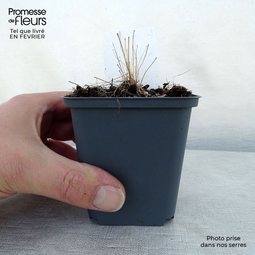 Thalictrum delavayi - Talictro Maceta de 8/9 cm Ejemplar entregado en invierno