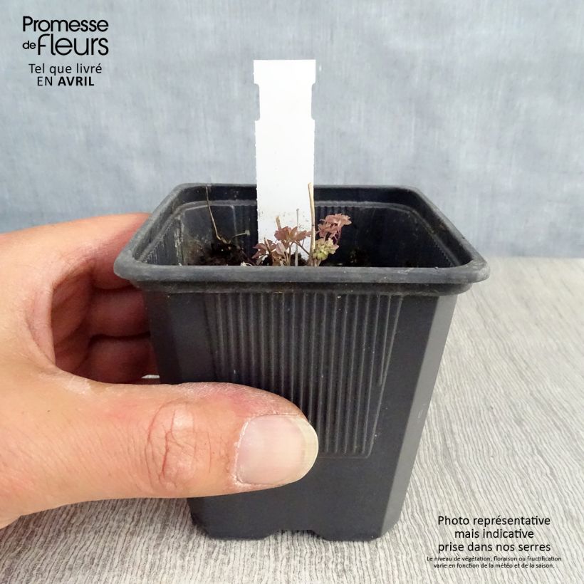 Thalictrum delavayi - Talictro Maceta de 8/9 cm Ejemplar entregado en la primavera