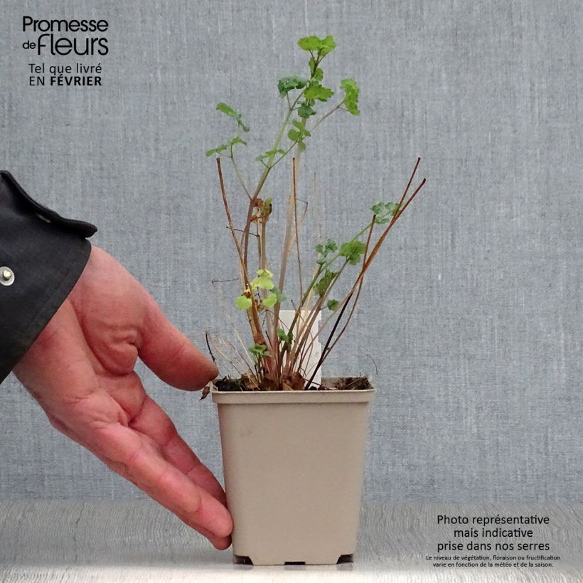 Thalictrum flavum subsp.glaucum Maceta de 8/9 cm Ejemplar entregado en invierno