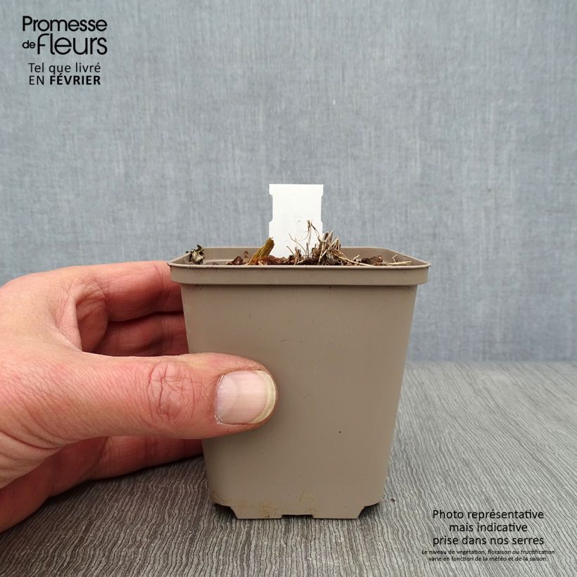 Thalictrum kiusianum Maceta de 8/9 cm Ejemplar entregado en invierno