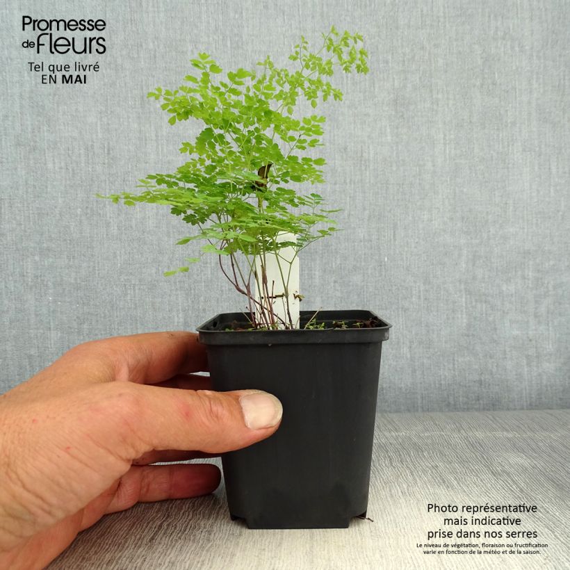 Thalictrum minus Adiantifolium Maceta de 8/9 cm Ejemplar entregado en la primavera