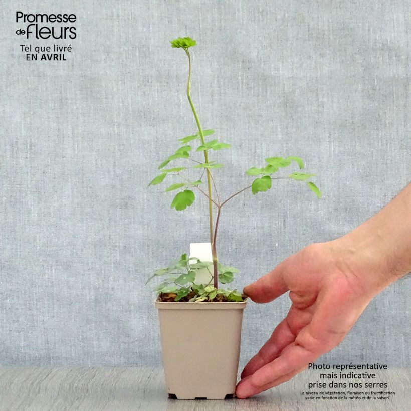 Thalictrum rochebrunianum Maceta de 8/9 cm Ejemplar entregado en la primavera