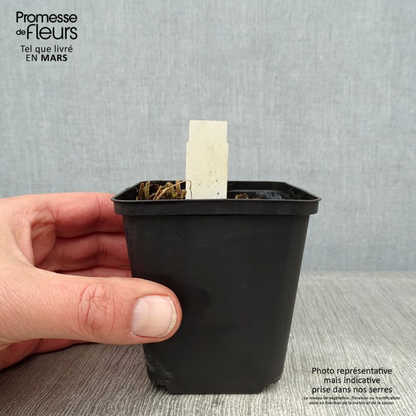 Thalictrum sphaerostachyum Maceta de 8/9 cm Ejemplar entregado en invierno