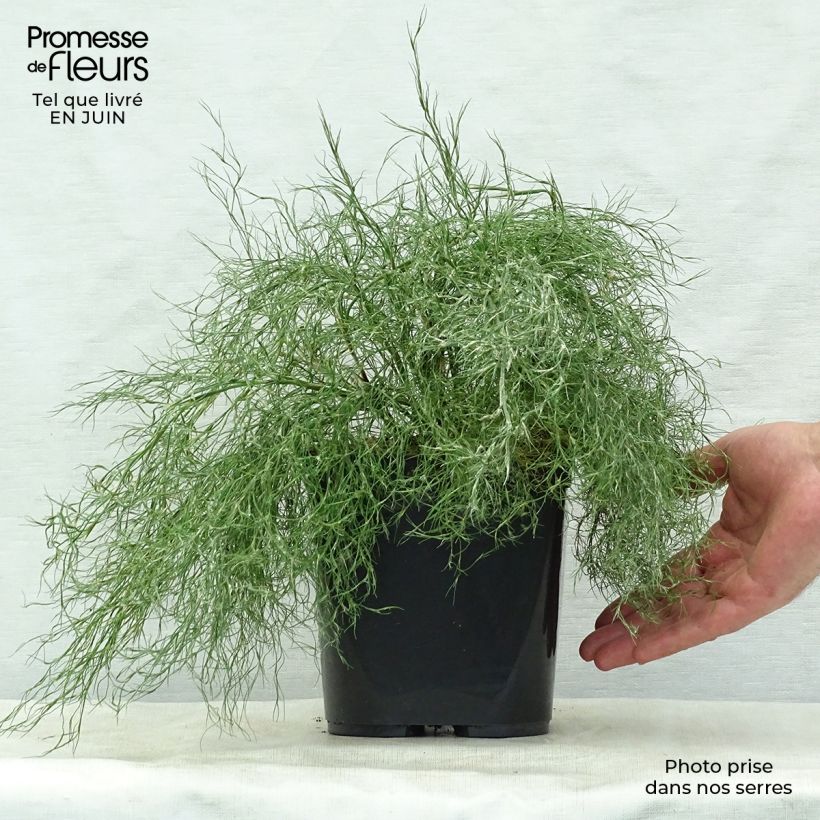 Ejemplar de Thamnochortus cinereus Maceta 3L/4L entregado en verano