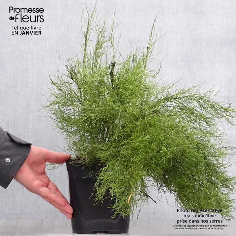 Thamnochortus cinereus Maceta 3L/4L Ejemplar entregado en invierno