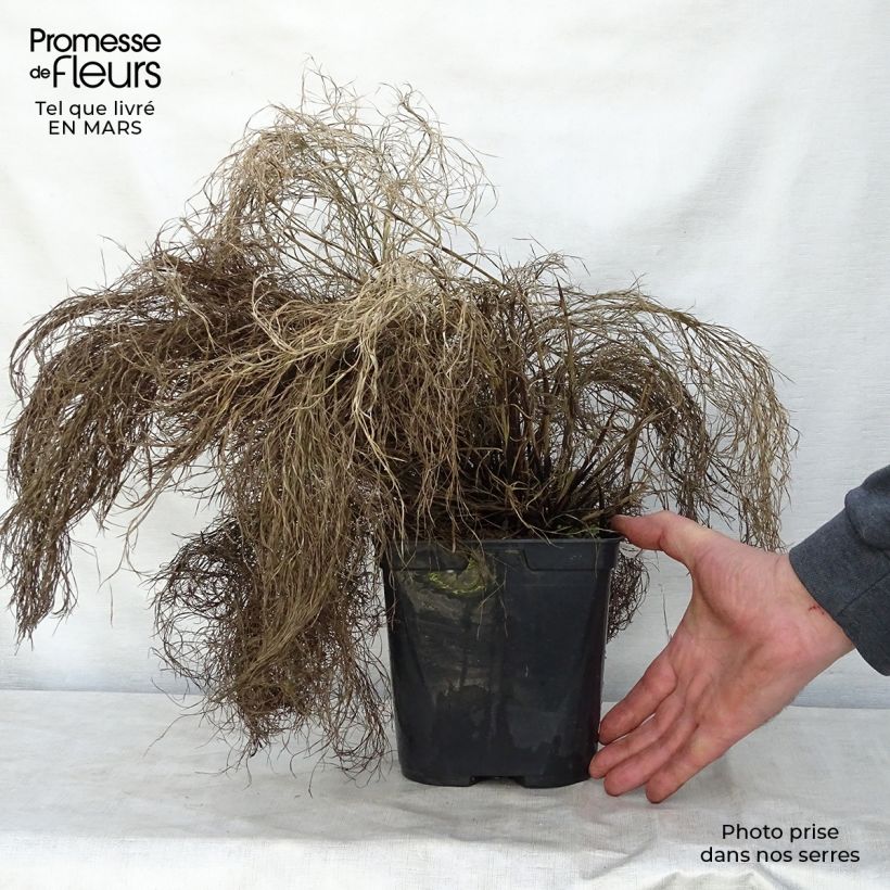 Thamnochortus cinereus Maceta 3L/4L Ejemplar entregado en la primavera