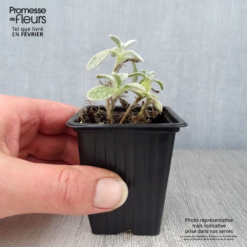 Té de montaña griega - Sideritis syriaca Maceta de 7/8 cm Ejemplar entregado en invierno