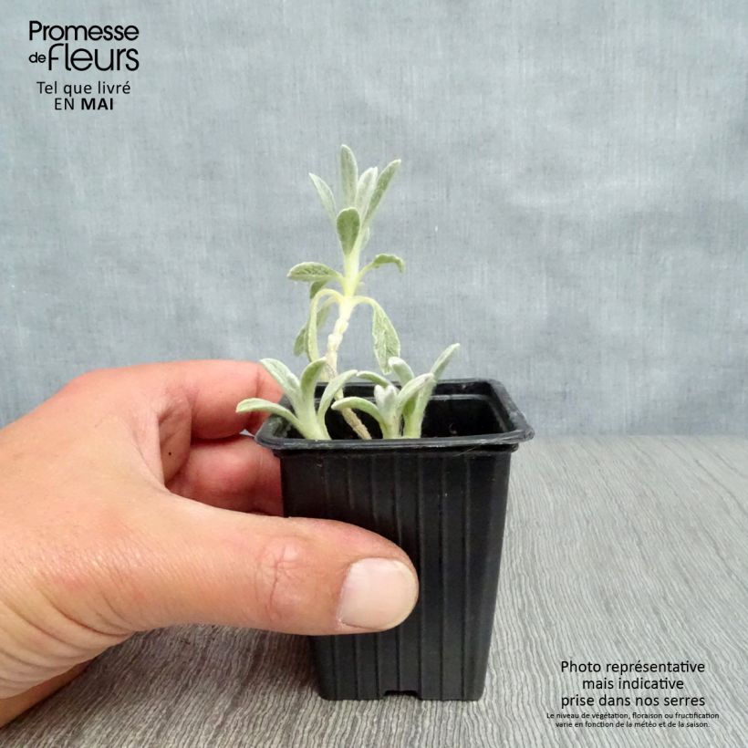 Té de montaña griega - Sideritis syriaca Maceta de 7/8 cm Ejemplar entregado en la primavera