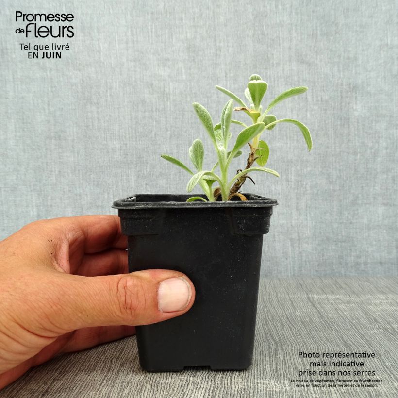 Ejemplar de Té de montaña griega - Sideritis syriaca Maceta de 7/8 cm entregado en verano