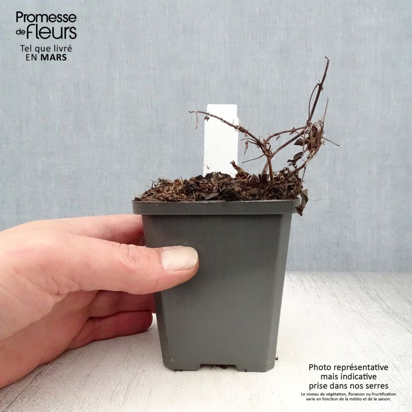 Thermopsis chinensis Maceta de 8/9 cm Ejemplar entregado en la primavera