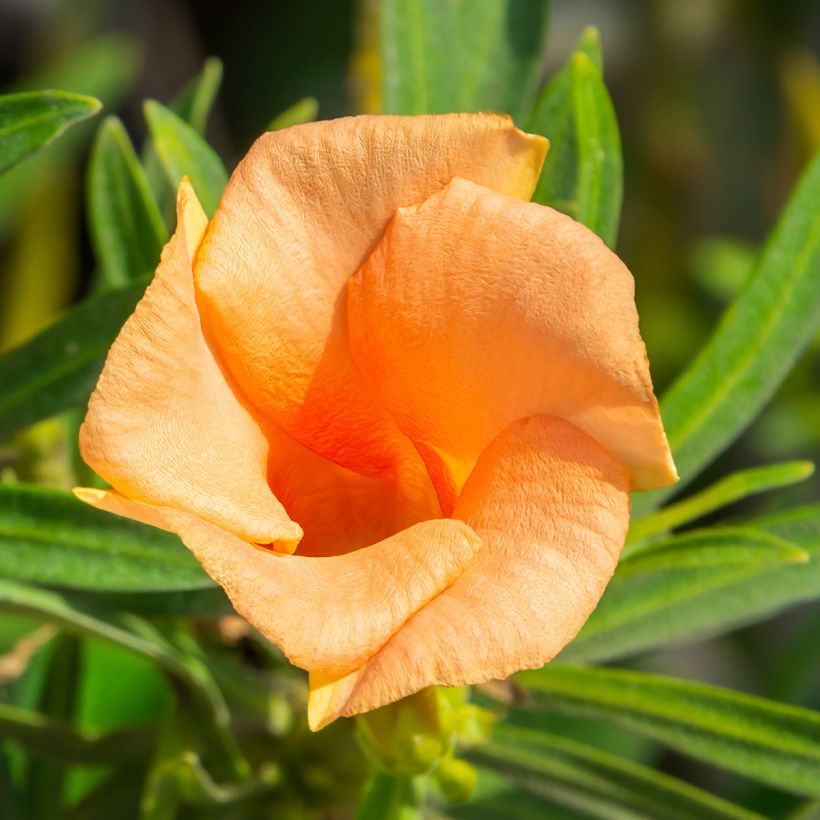 Thevetia peruviana - Adelfa amarilla (Floración)