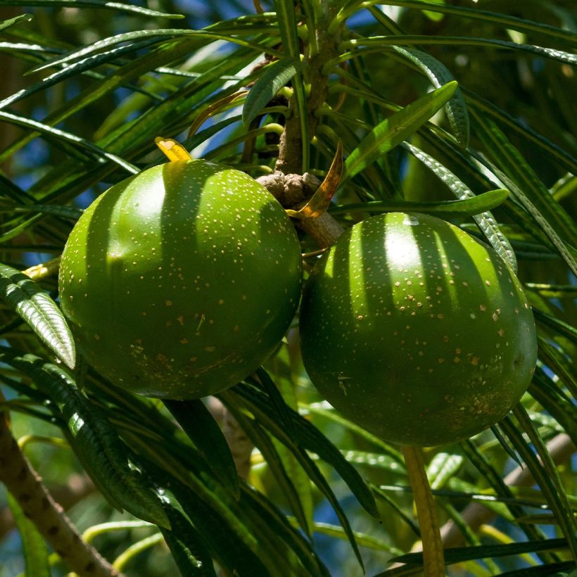 Thevetia peruviana - Adelfa amarilla (Cosecha)