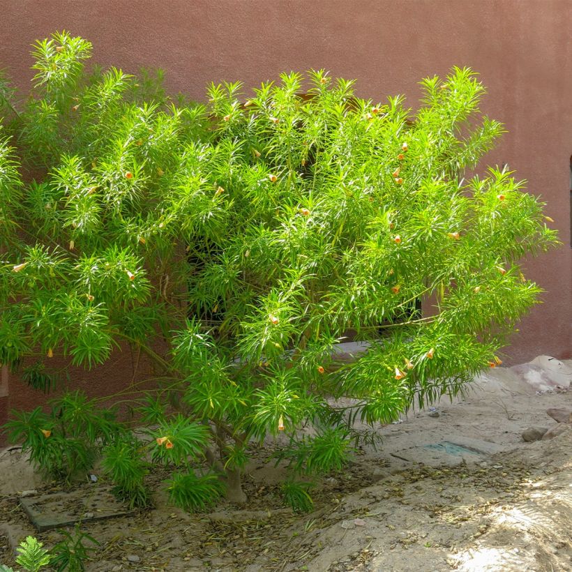 Thevetia peruviana - Adelfa amarilla (Porte)