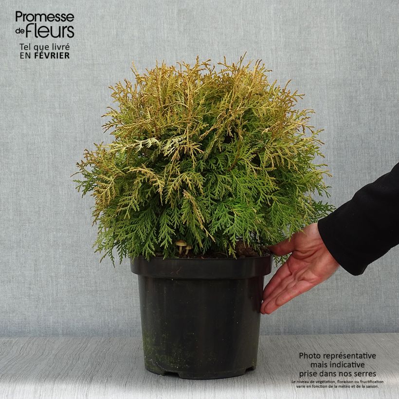 Tuya occidental Danica Aurea Maceta 7,5L/10L Ejemplar entregado en invierno