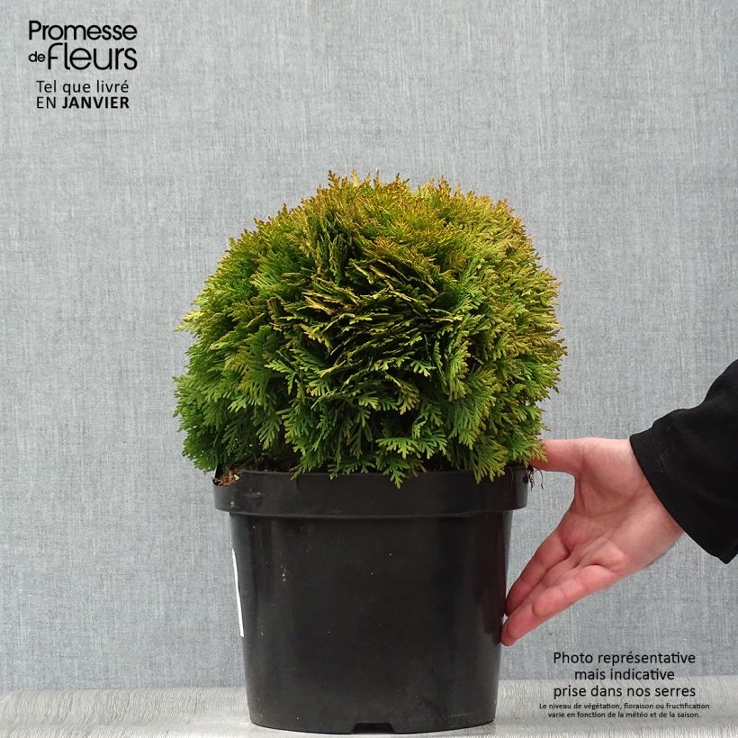 Tuya occidental Mirjam Maceta 7,5L/10L Ejemplar entregado en invierno