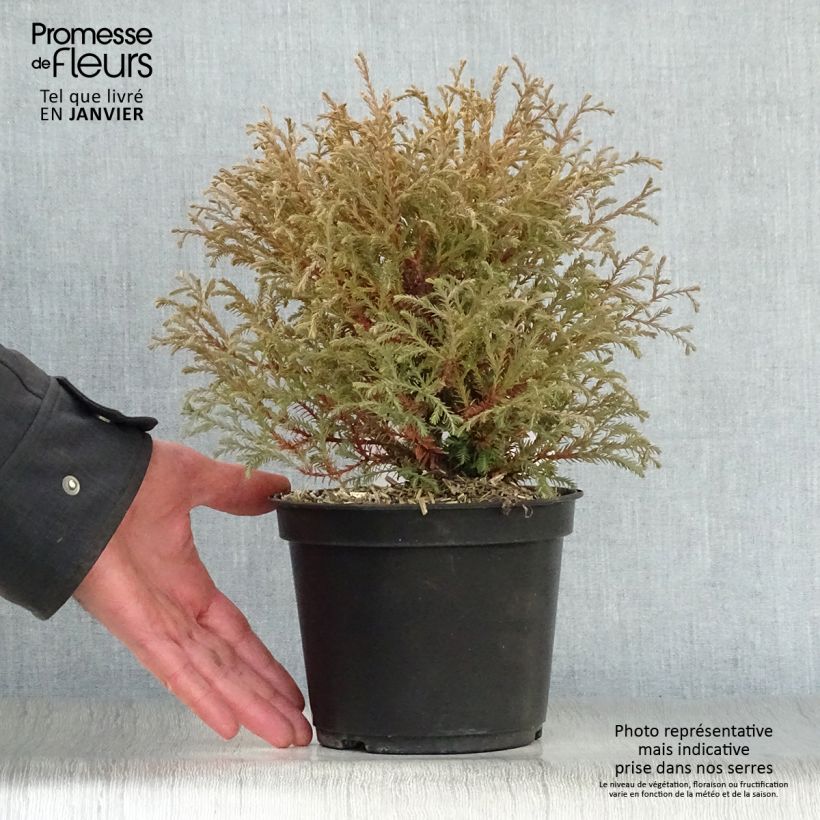 Tuya occidental Mr Bowling Ball Maceta 2L/3L Ejemplar entregado en invierno