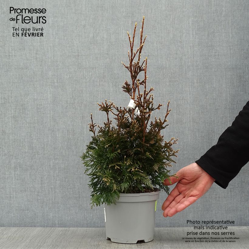 Thuja plicata Can-can Maceta 2L/3L Ejemplar entregado en invierno