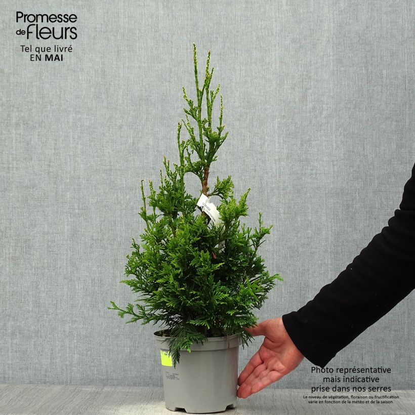Thuja plicata Can-can Maceta 2L/3L Ejemplar entregado en la primavera