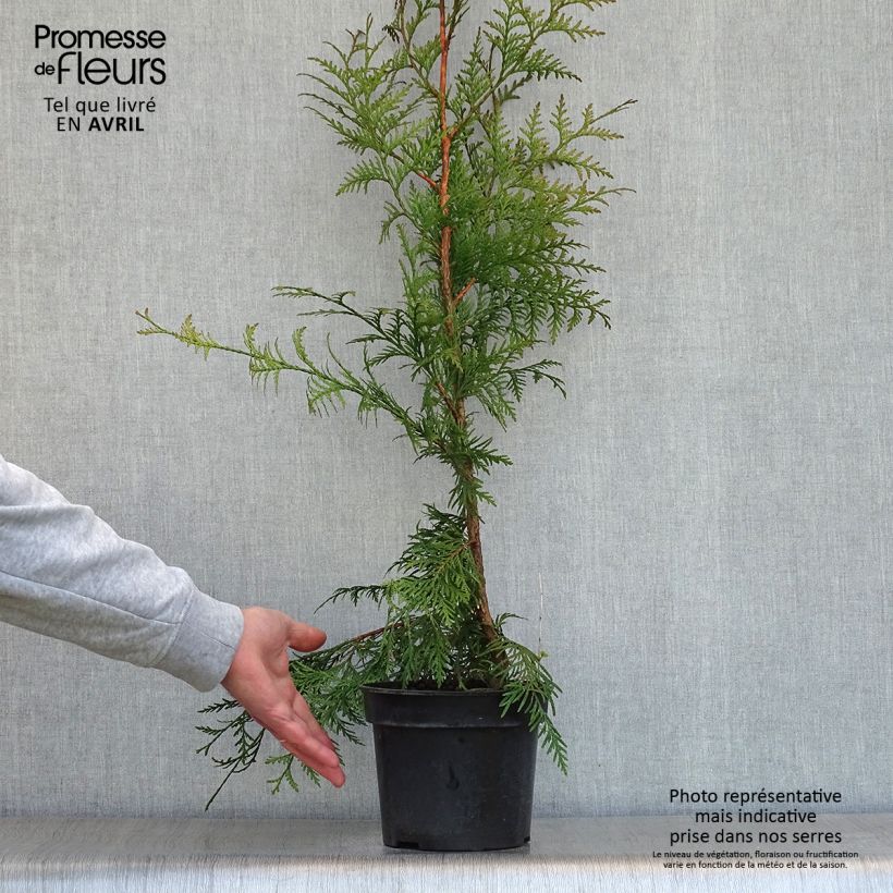 Thuja plicata Excelsa Maceta 2L/3L Ejemplar entregado en la primavera