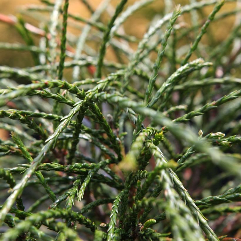 Thuja plicata Whipcord (Follaje)