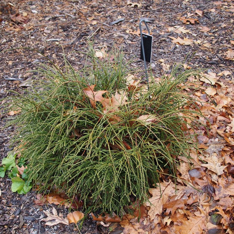 Thuja plicata Whipcord (Porte)