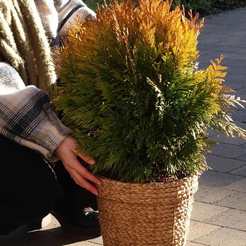 Thuja plicata 4 Ever Goldy (Porte)