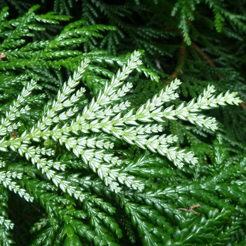 Thujopsis dolobrata - Hiba (Follaje)