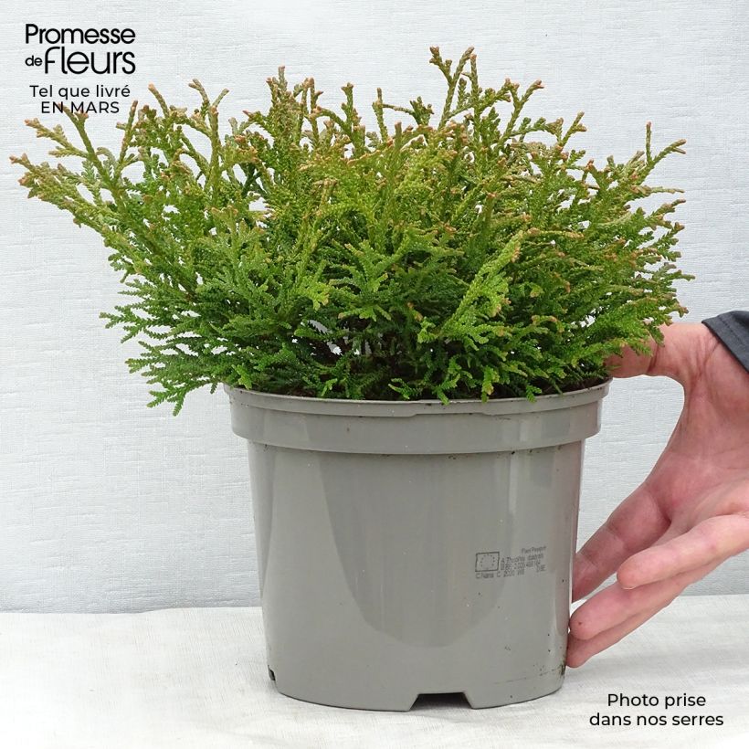 Thujopsis dolobrata Nana - Hiba Maceta 2L/3L Ejemplar entregado en la primavera