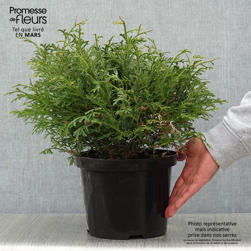 Thujopsis dolobrata Nana - Hiba Maceta 4L/5L Ejemplar entregado en invierno